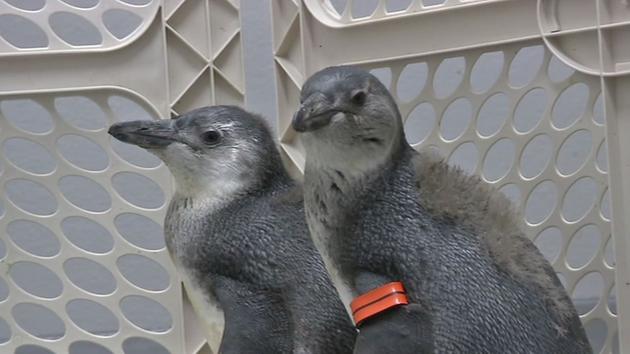 Three African penguin chicks will be making their debut at the California Academy of Sciences. <span class=meta></span>