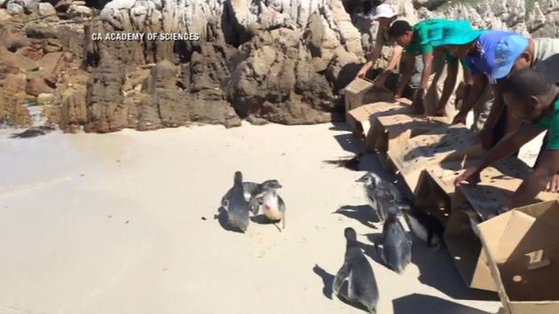 African penguins being released back into the ocean, <span class=meta></span>