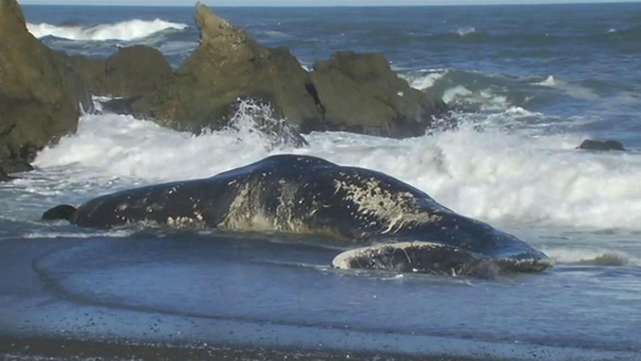 Houston news channel 13 yesterday whale