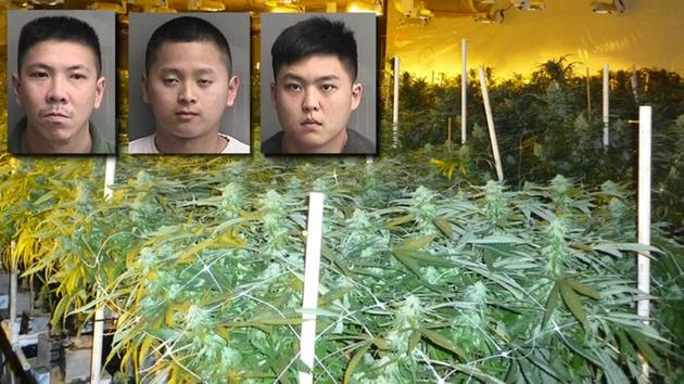 Authorities arrested three men at the scene of a massive marijuana factory in Hayward last week. They have been charged with felony marijuana cultivation and sales.