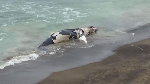 A whale washed up on Esplanade Beach in Pacifica, Calif. on Sunday, August 2, 2015.