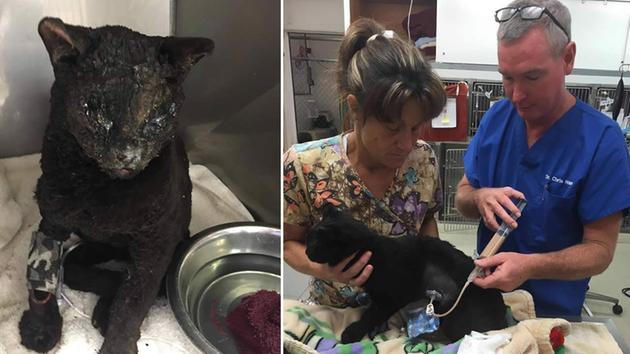 The Wasson Memorial Veterinary Clinic posted these photos to Facebook on September 15, 2015 of a burned cat that was rescued from the Valley Fire near Middletown, Calif.