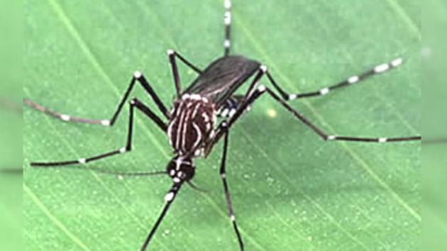 This image shows one of the mosquitoes that can carry the Zika virus.