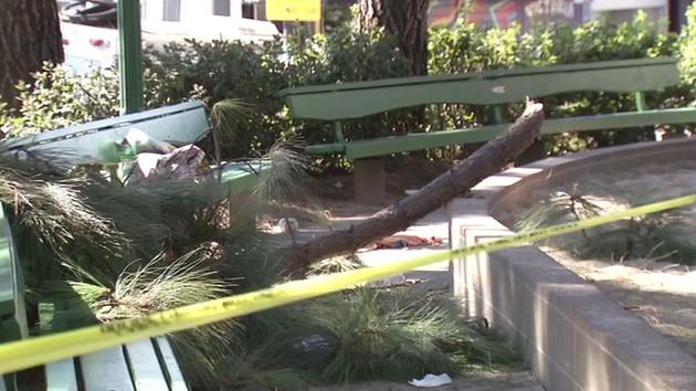 Tree branch falls on woman in SF park causing sever injuries