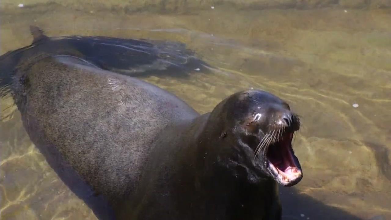 Sea lion swims back to Delta after getting stranded in Vacaville creek pipe - KGO-TV