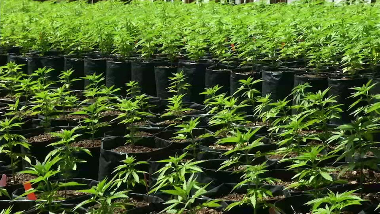 Illegal pot farms in Northern California's Emerald Triangle facing