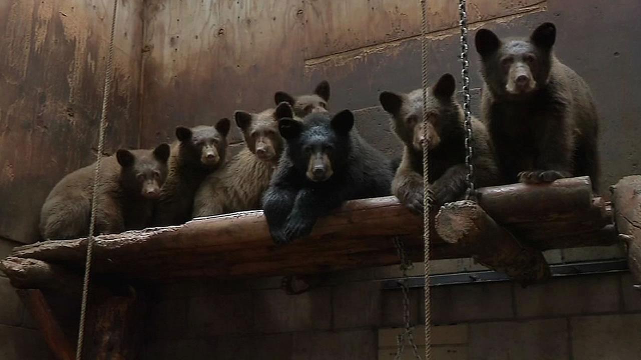 New rehab center for Lake Tahoe Wildlife Care center | abc7news.com