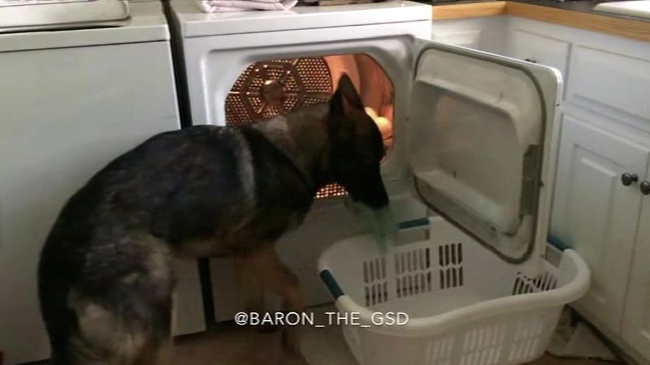 German Shepherd helps out with laundry, other chores around house