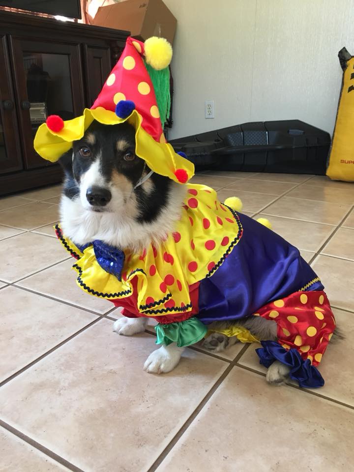 PHOTOS Animals and their owners celebrate National Dress Up Your Pet