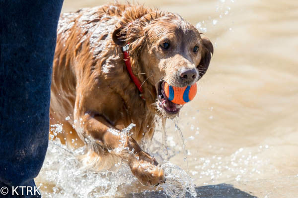 Houston area residents have a brand new dog park to take their furry friends KTRK Photo/ David Mackey 