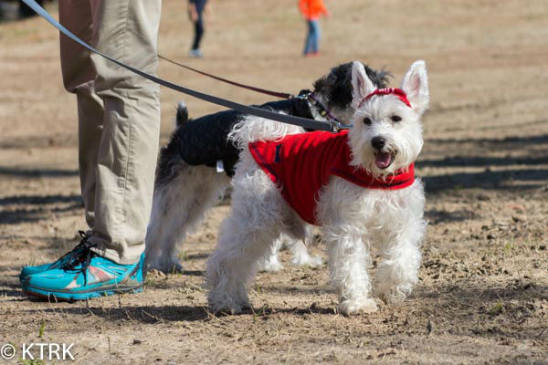 Houston area residents have a brand new dog park to take their furry friends KTRK Photo/ David Mackey 