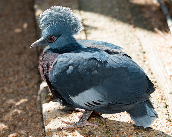 http://cdn.abclocal.go.com/content/ktrk/images/cms/030316pigeon2jpg