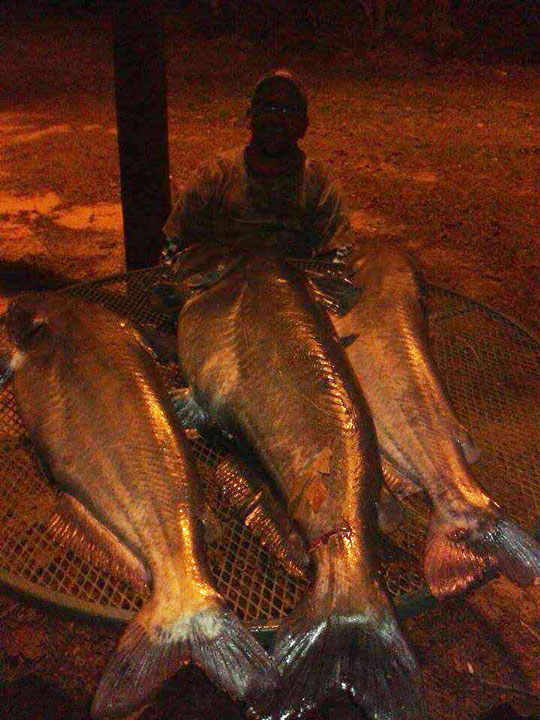 WATCH Fisherman hooks 67pound catfish on Lake Conroe