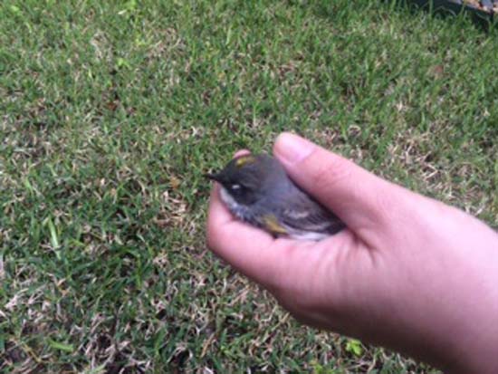 injured bird found at abc13 this morning abc13 com injured bird found at abc13 this morning abc13 com