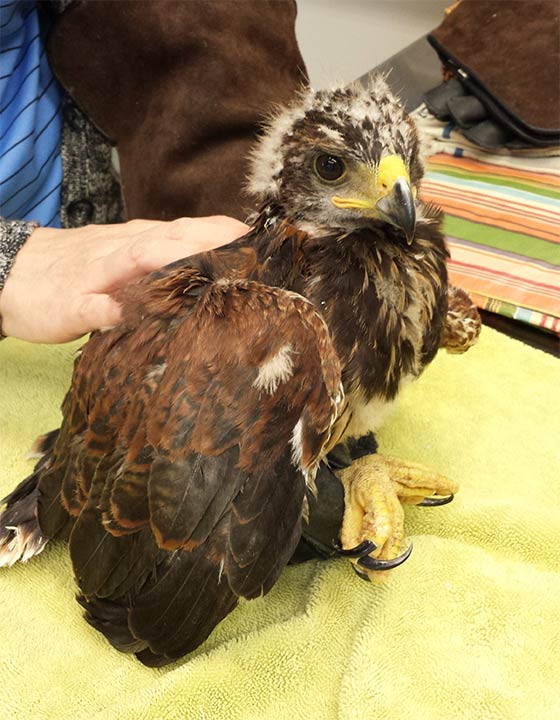 Young hawk misplaced due to flooding