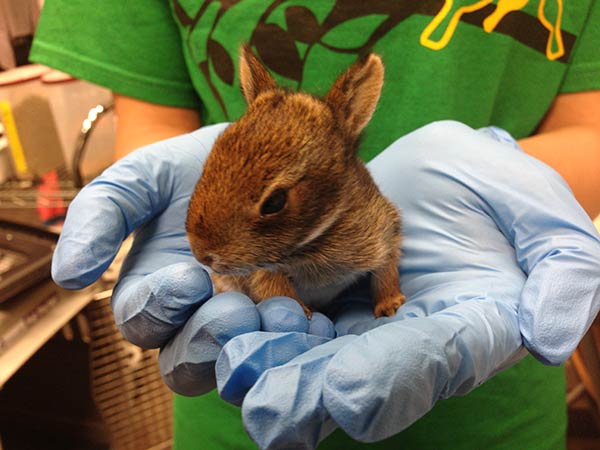 Baby bunny misplaced after flood