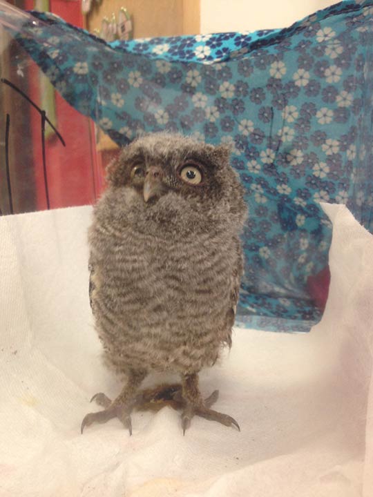 Baby owl misplaced due to flooding