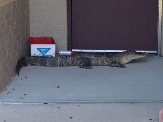 An alligator was spotted just outside Beck Jr. High School in Katy, Texas. 