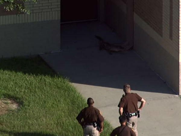 An alligator was spotted just outside Beck Jr. High School in Katy, Texas. 