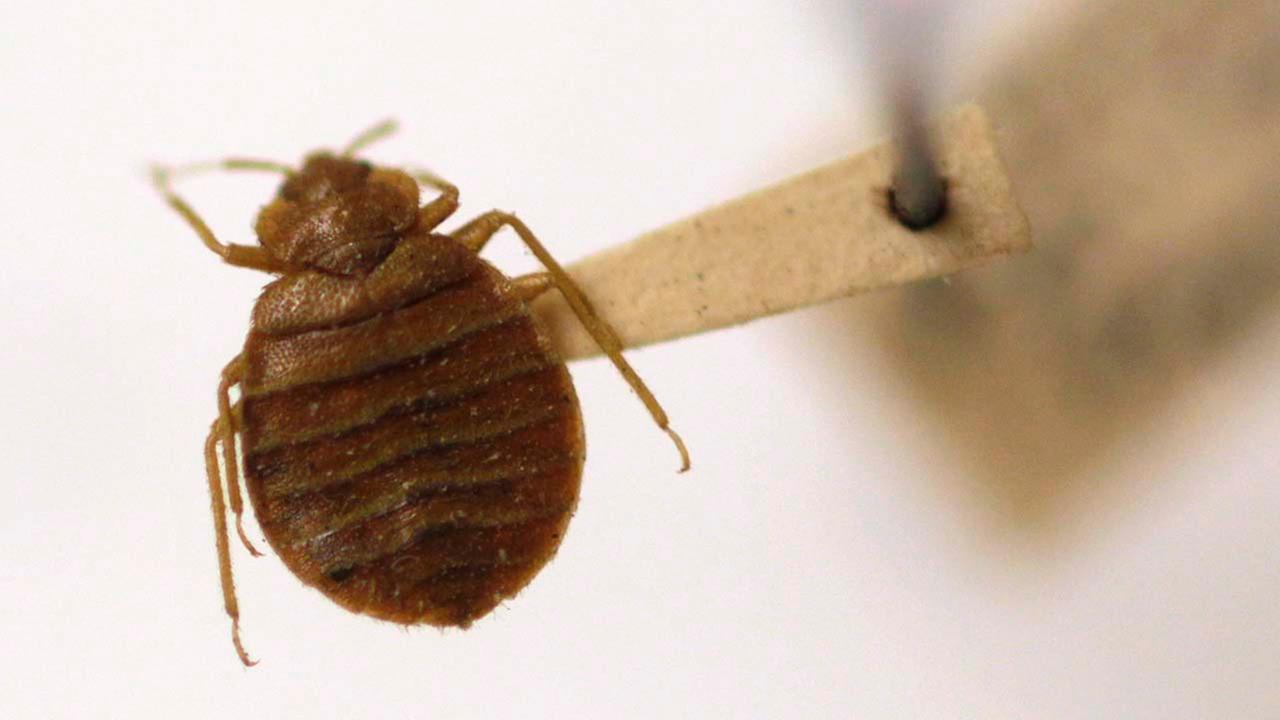 Woman apologizes for fire started by efforts to kill bedbugs
