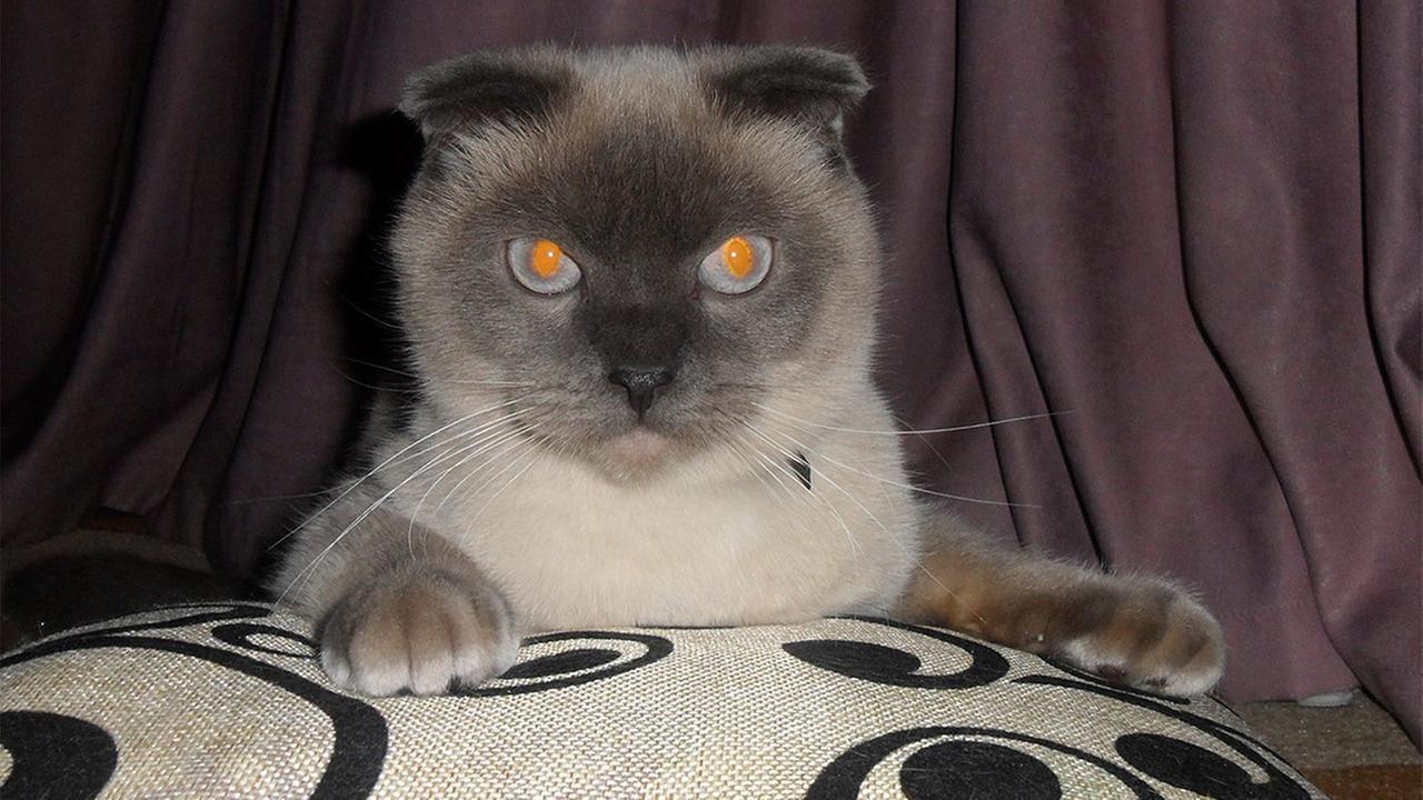 No dog-eat-dog politics: Siberian city backs cat for mayor