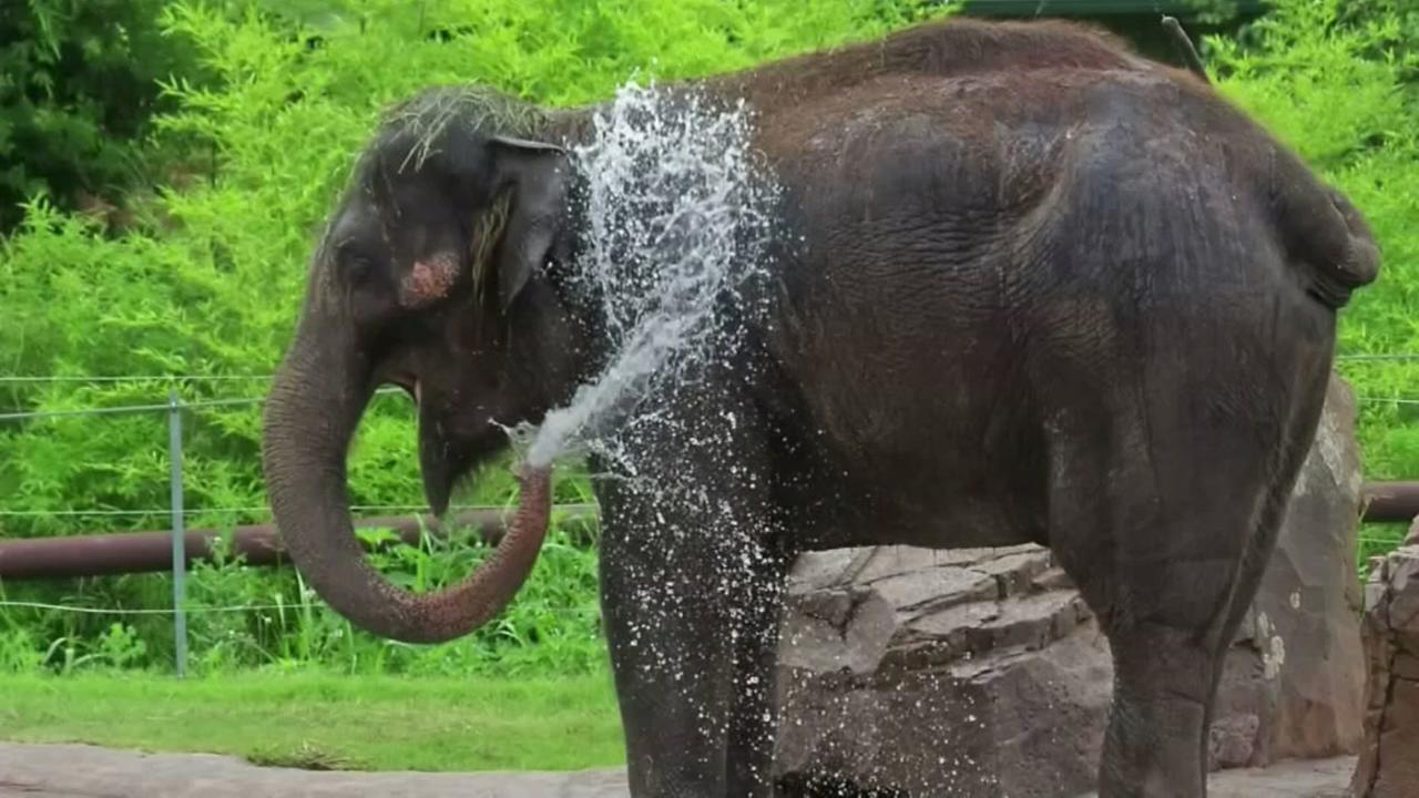 Zookeepers mourn after discovering dead elephant in Oklahoma City