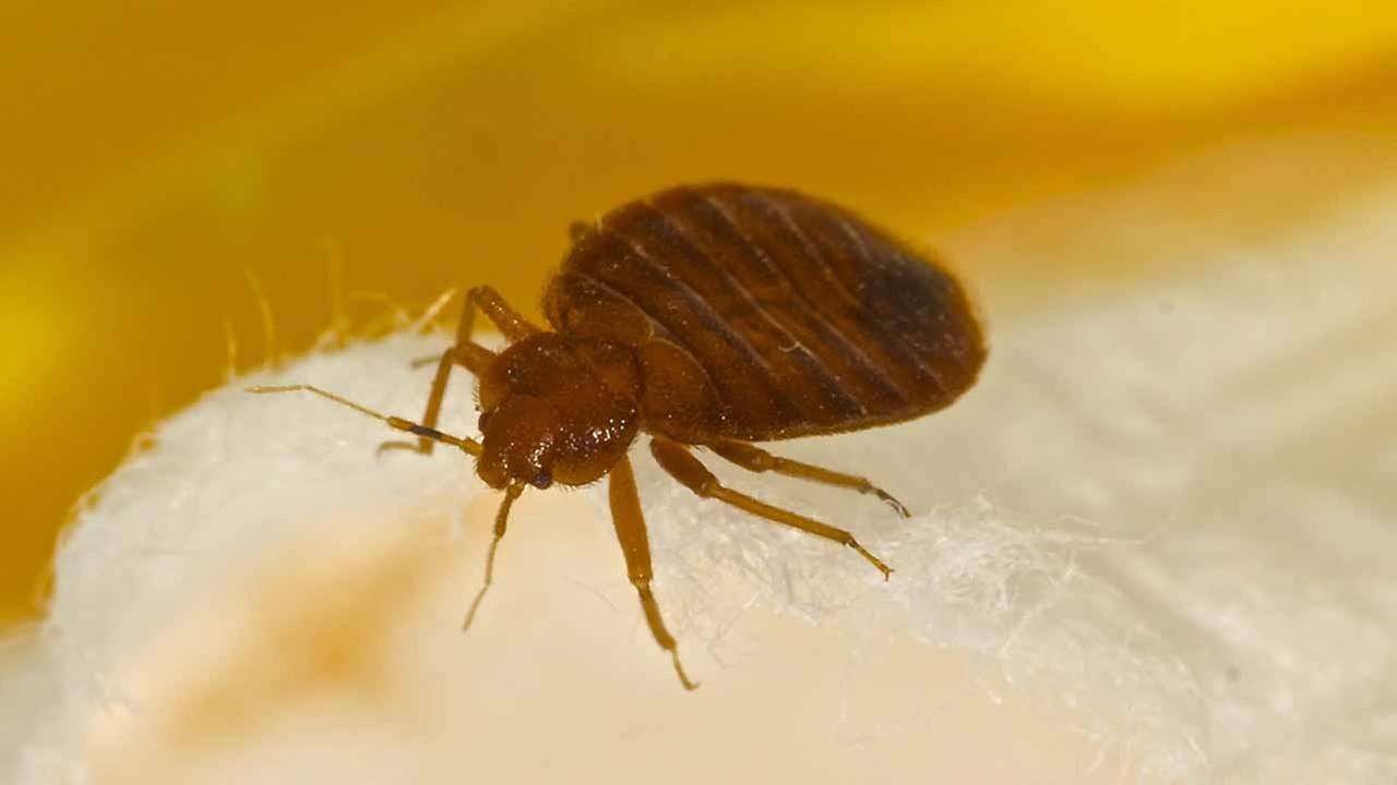 Parents warned of bed bug problem at Klentzman Intermediate