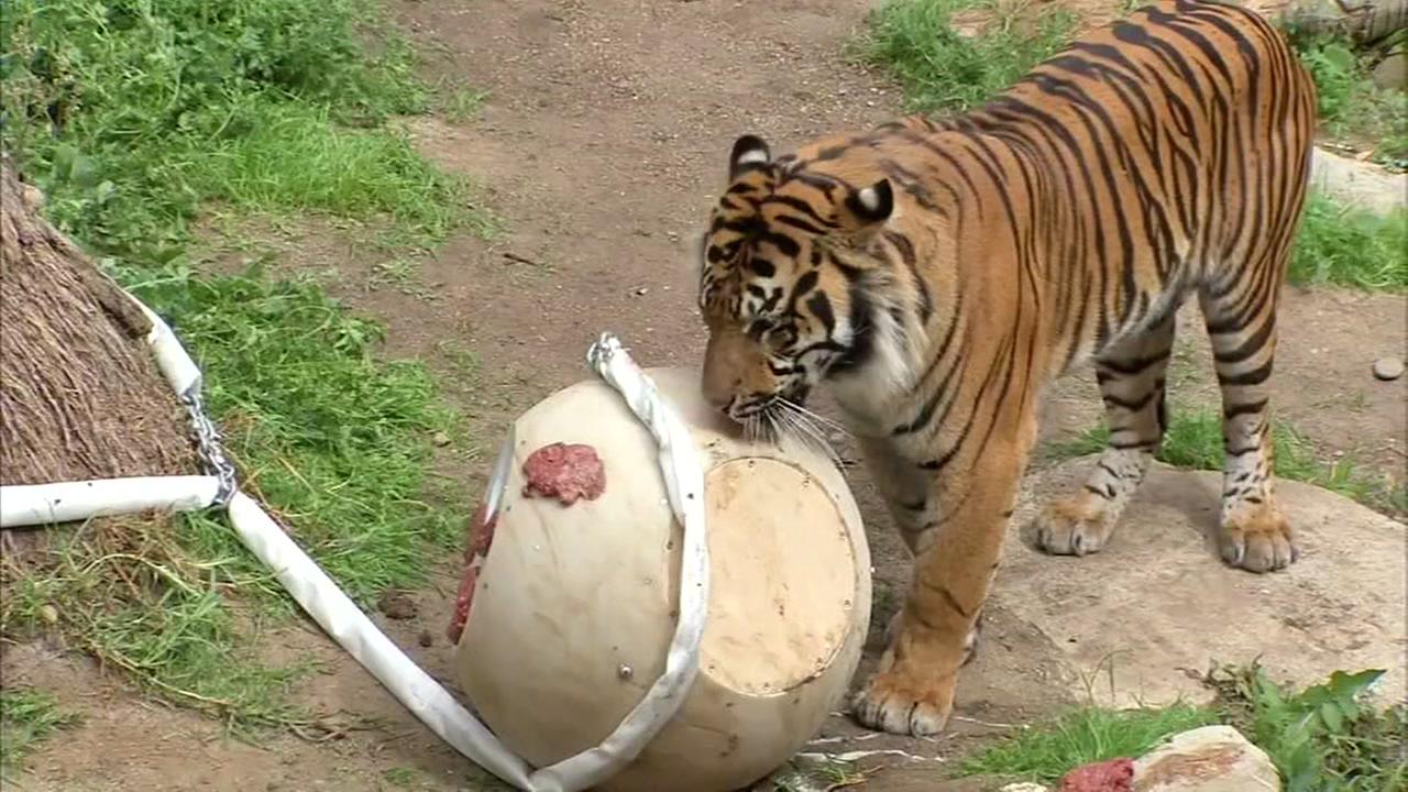 Police, air ambulance called as English zoo is evacuated Police, air ambulance called as English zoo is evacuated
