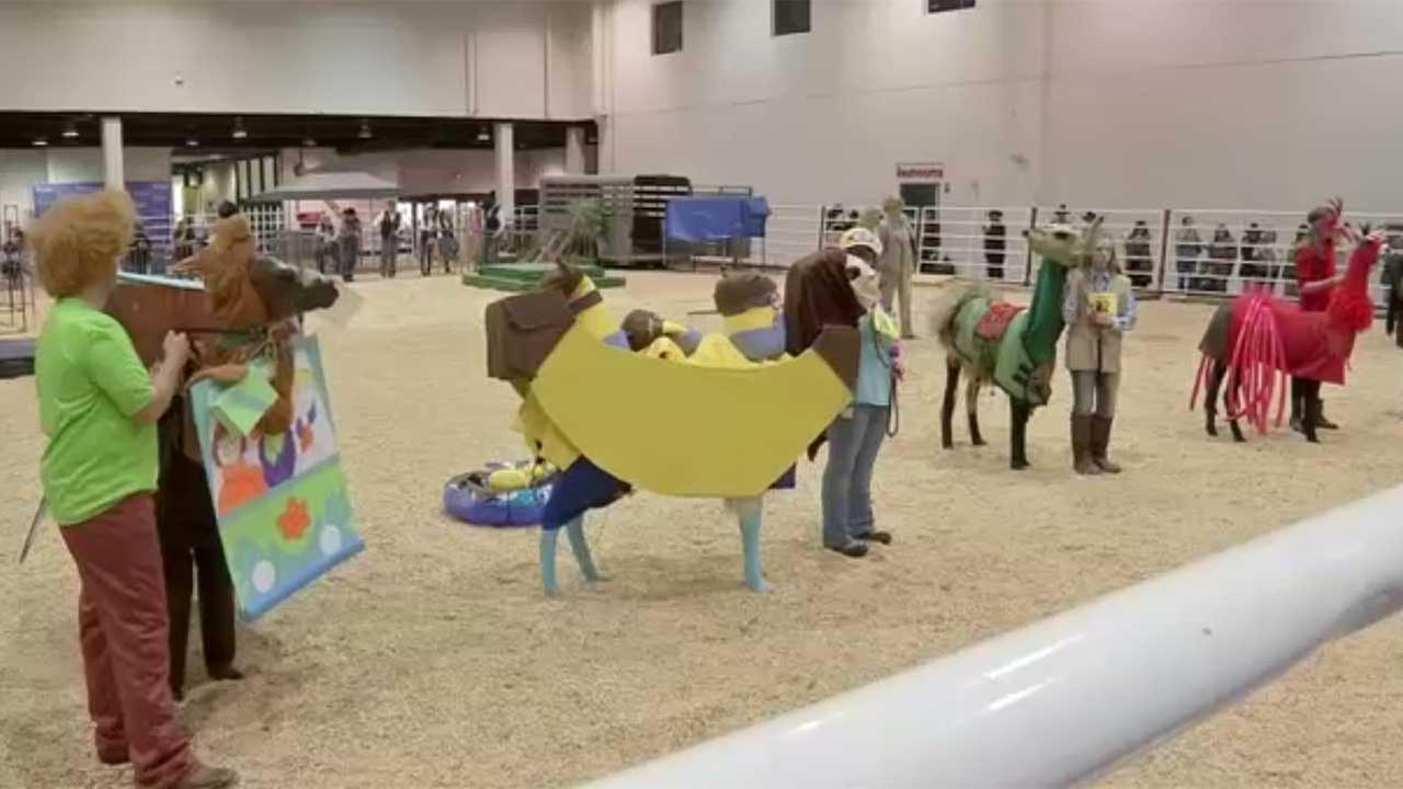 Here's what you see at a llama costume contest