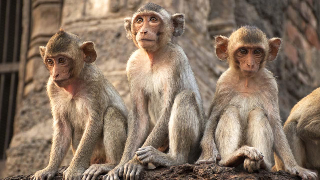 Great Escape: 19 Lab Monkeys Escape, All Recaptured | Abc13.com