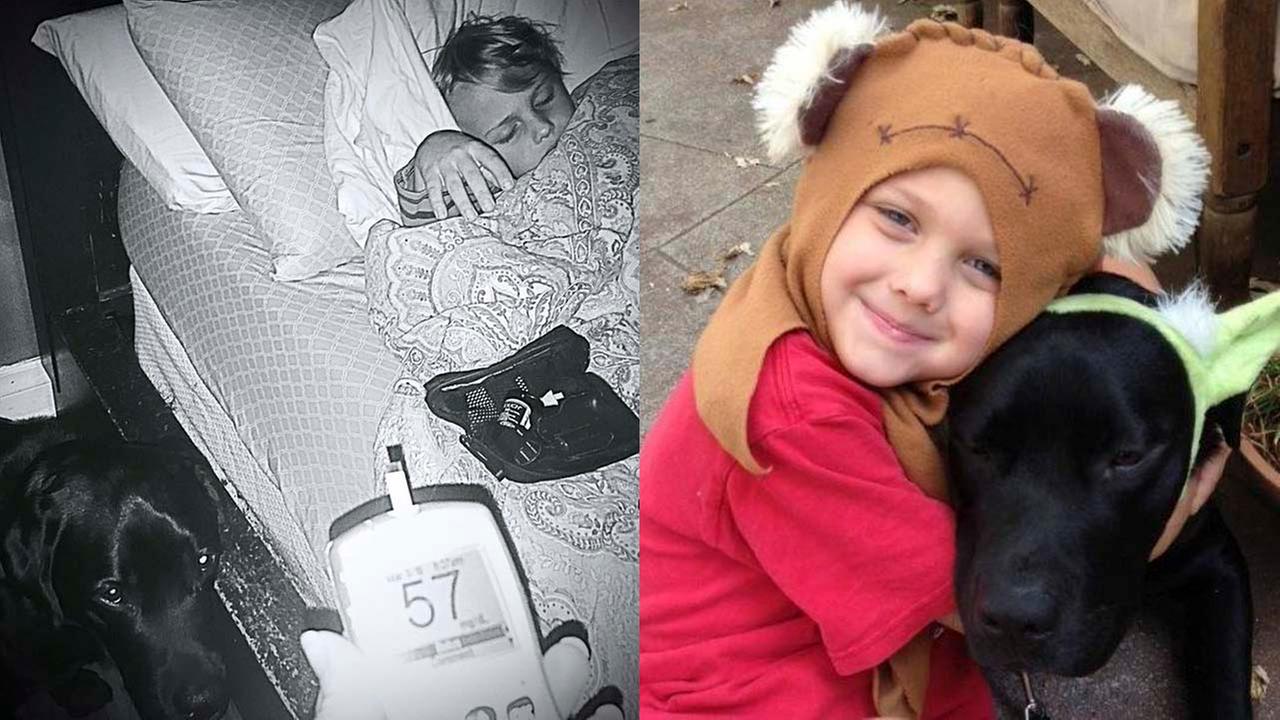 Jedi the Dog Helps His Little 'Master' Luke Battle Type 1 Diabetes