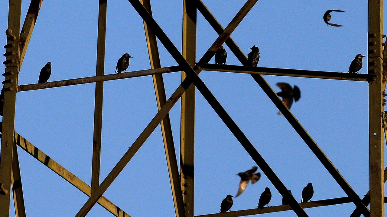Dozens of birds fall from sky; officials want to know why