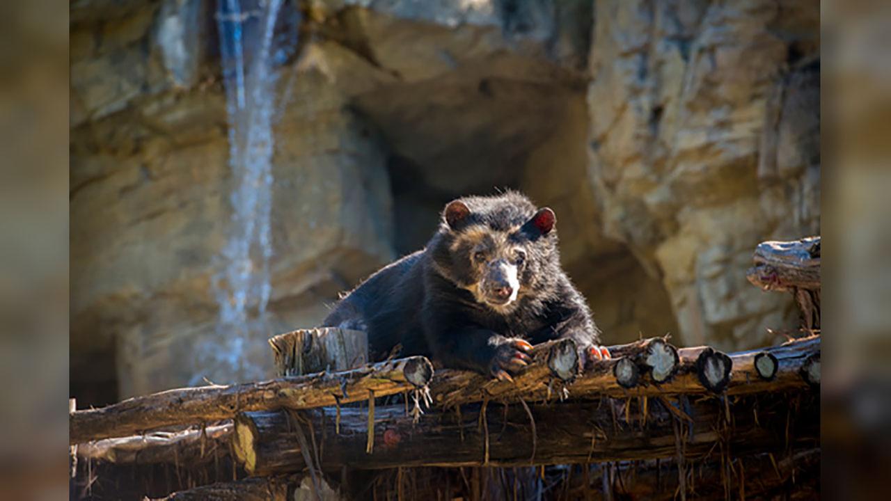 Houston Zoo's 'Patty Bear' dies at 31