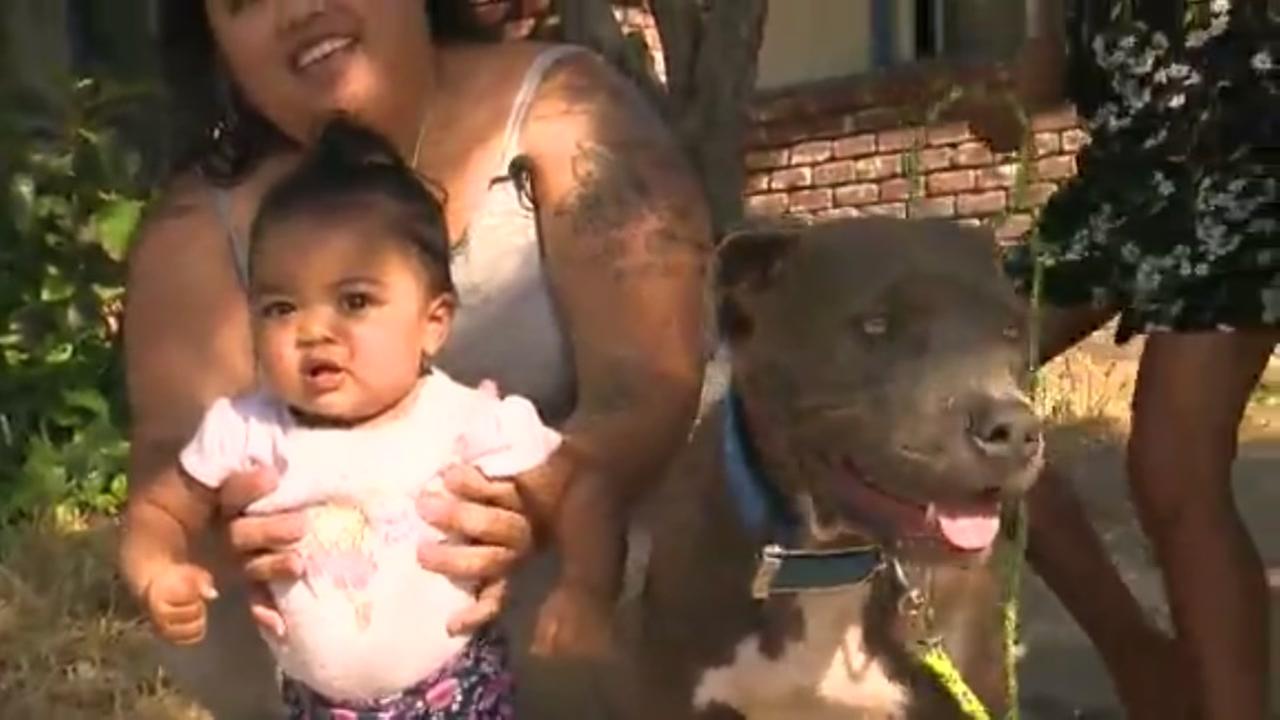 Pit bull grabs baby by diaper, saves her from fire