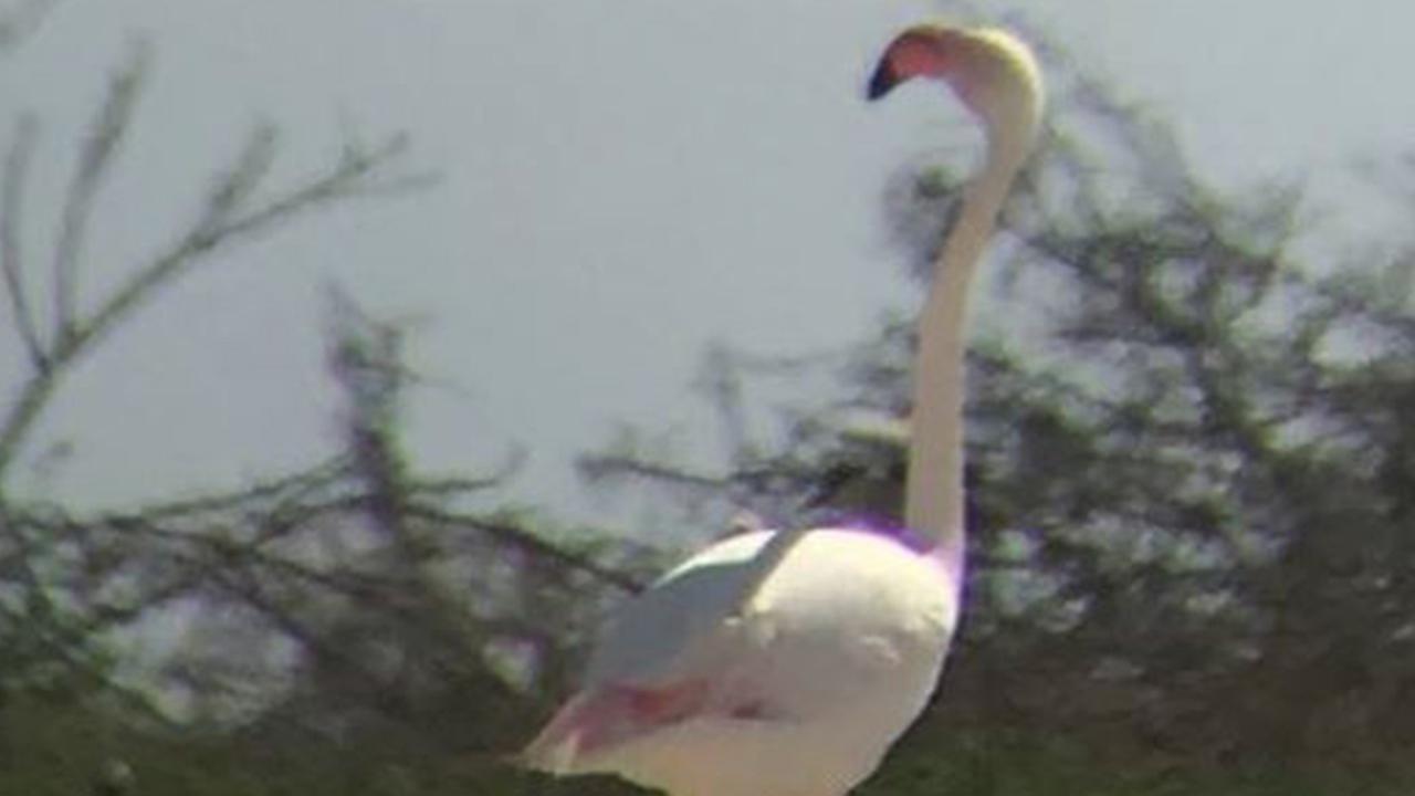 'Fugitive' flamingo spotted in Texas after escaping from zoo in Kansas