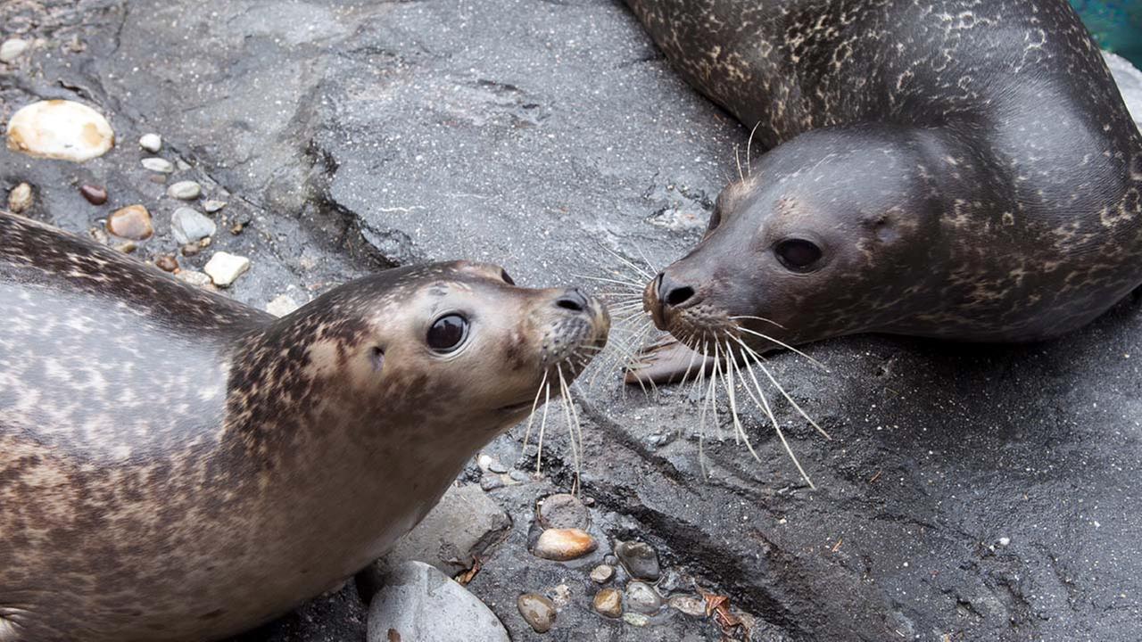 Central Park cuteness Manhattan zoo exhibits 2 harbor seals
