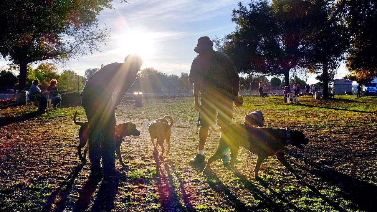 Your Friday Faves Houston's Top 10 Dog Parks
