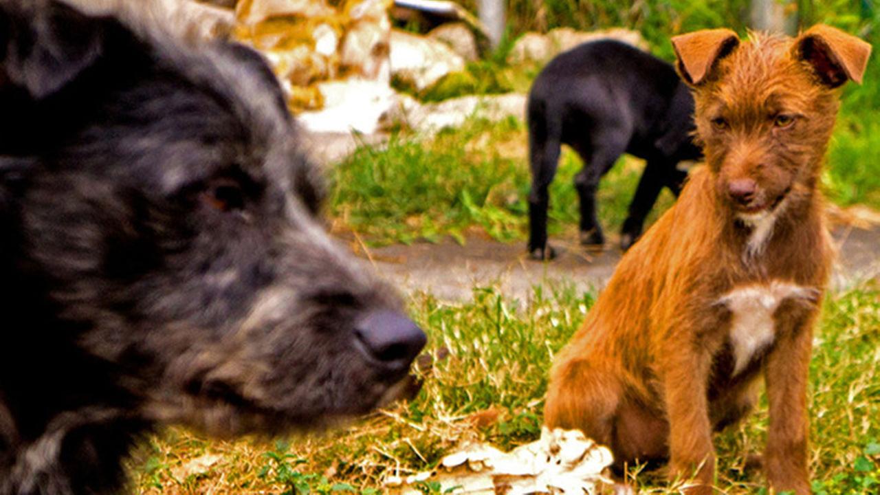 dogs houston survey to count the homeless dogs in houston abc13 dogs houston survey to count the homeless dogs in houston abc13