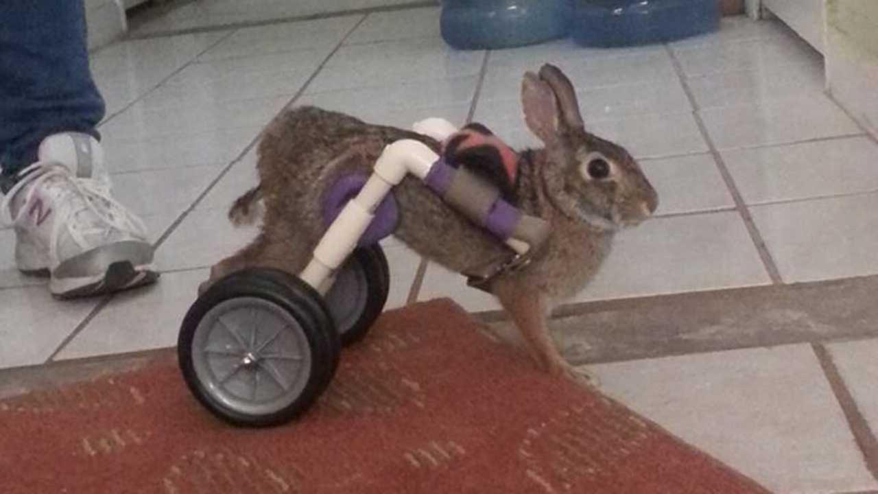 Injured wild bunny gets around on new set of wheels | abc30.com