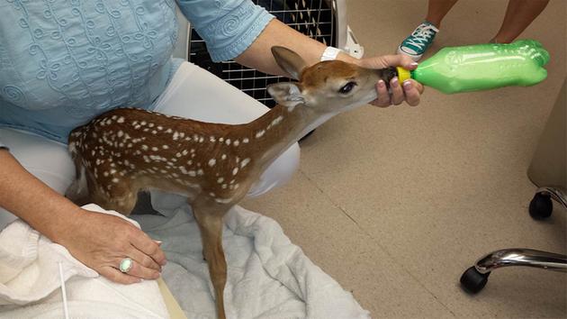 Baby deer misplaced due to flooding