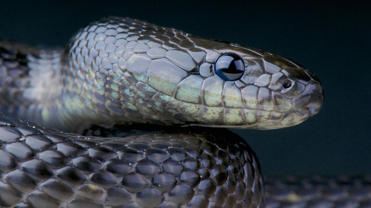 New Home Infested With Snakes New Home Infested With Snakes