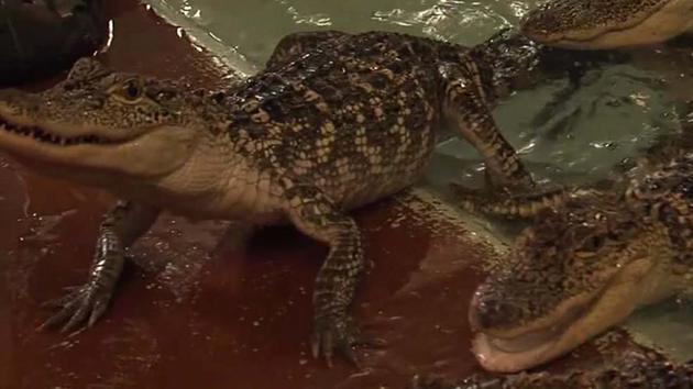 13 alligators stolen from farm in Arkansas