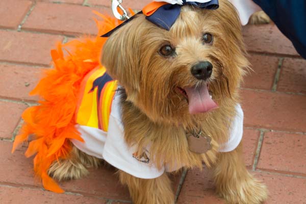 astros dog jersey