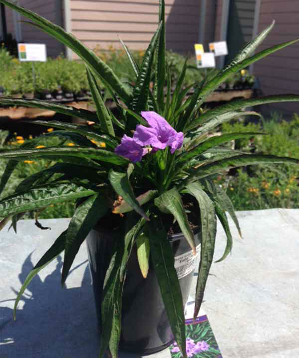 7 backyard Texas plants you can actually eat