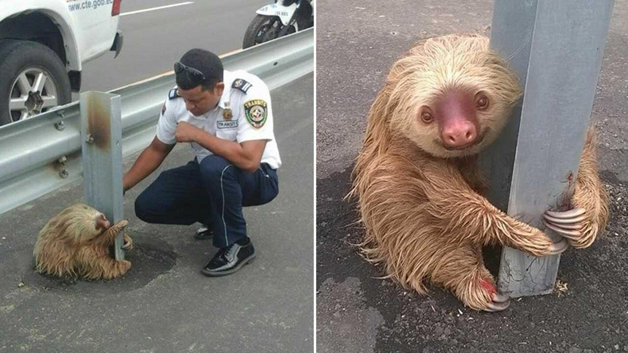 Adorable, but frightened sloth rescued from side of highway
