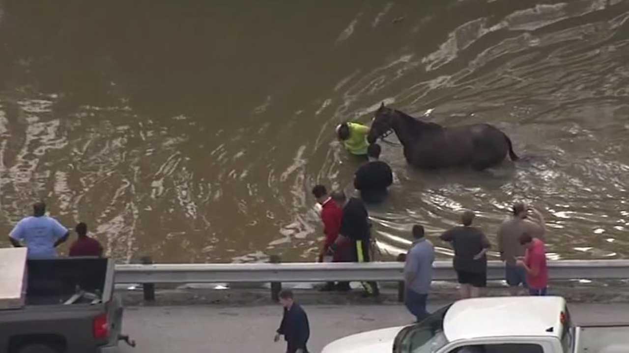 VIDEO Dozens of horses rescued from flood waters