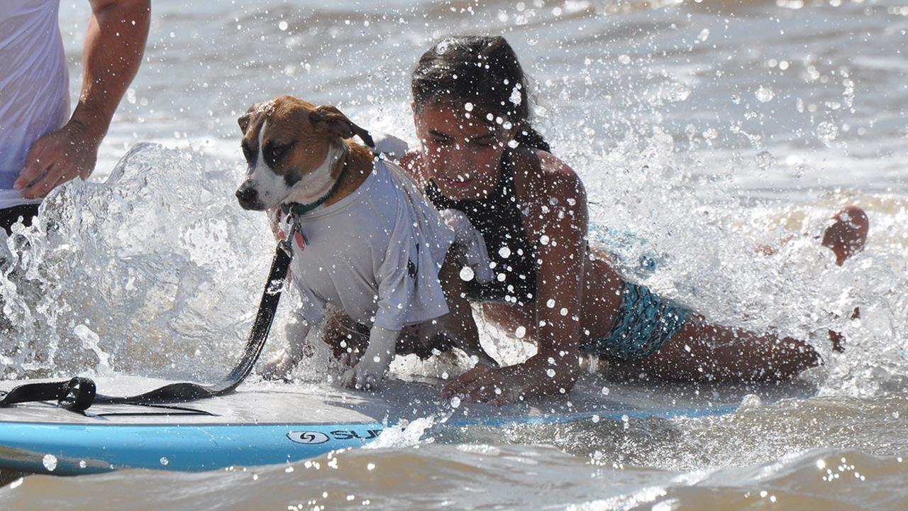 PHOTOS: Ohana 2016 Surf Dog Competition in Galveston, Texas