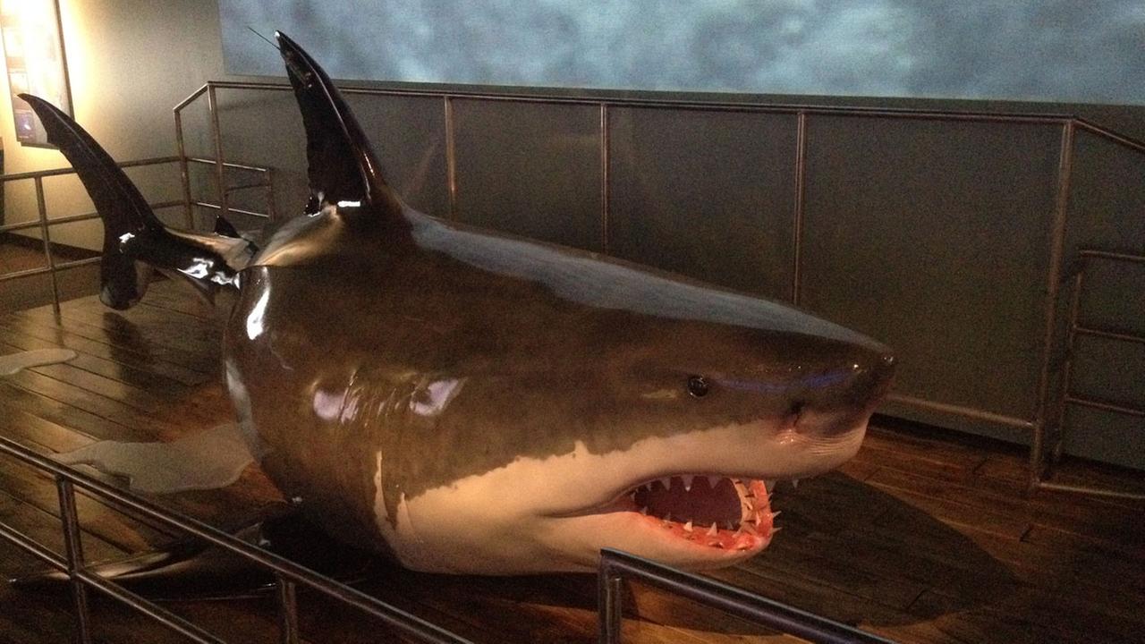 Houston Museum of Natural Science's shark exhibit features touch tank