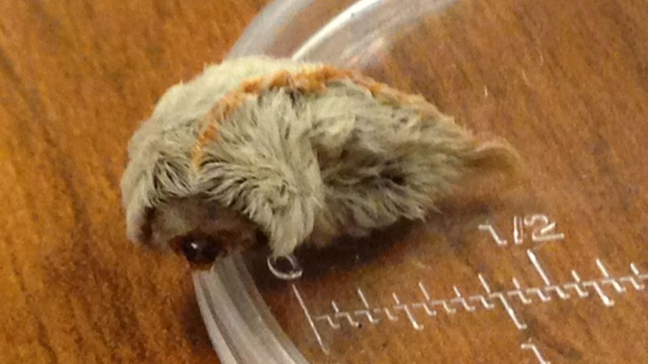 Venomous puss caterpillars sending some to hospitals | abc13.com
