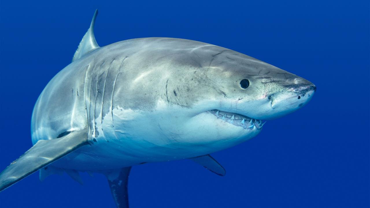 Shark attacks swimmer, tears away part of her thigh